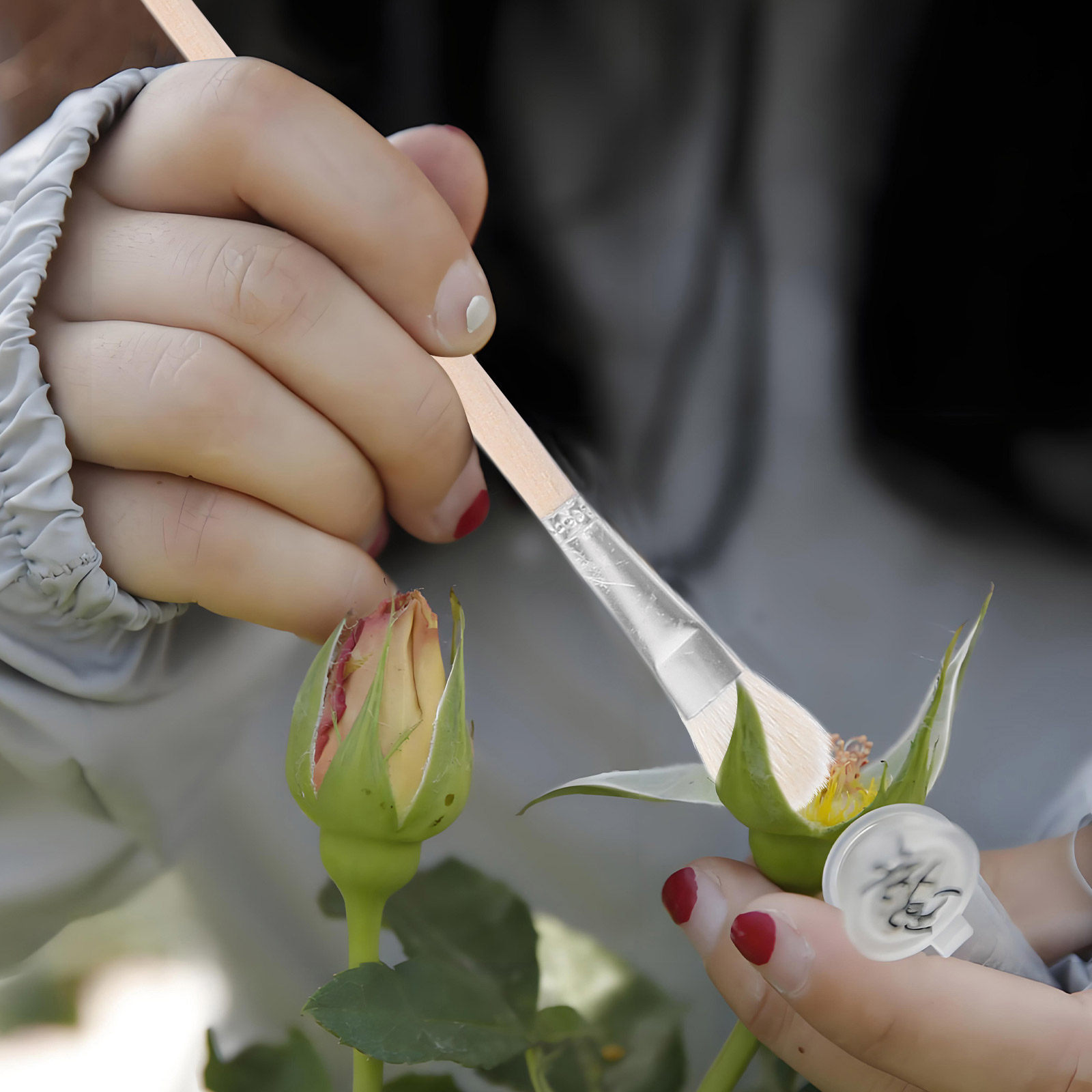 Gardening Tools Hand - 11Pcs Hand Pollination Brush for Succulents