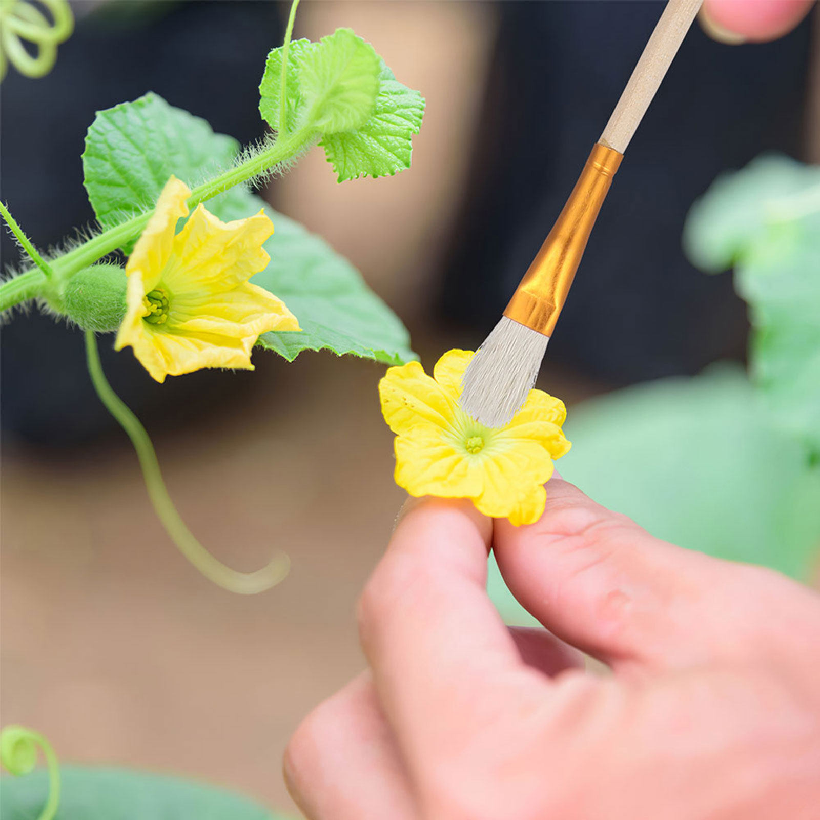 16Pcs Flower Pollinator Brush  - Gardening Tools Hand 评论和价格